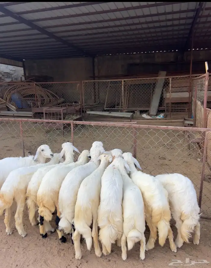 خرفان ورخال كاو 2