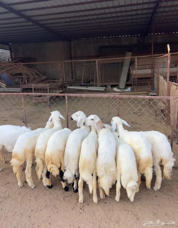 خرفان ورخال كاو 3