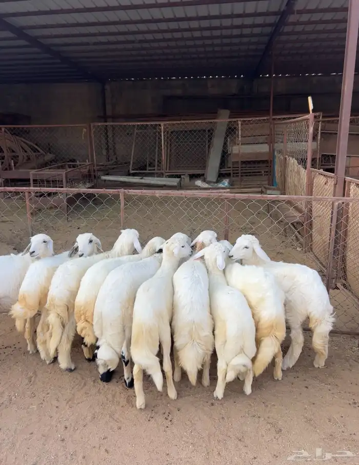 خرفان ورخال كاو 5