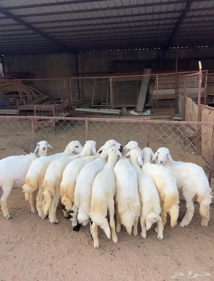 خرفان ورخال كاو 6