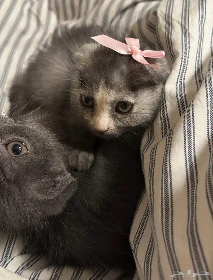 كيتن للبيع سكوتش فولد و روسي 10