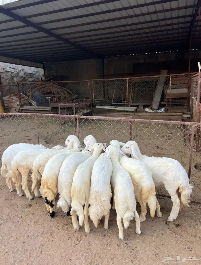 خرفان ورخال كاو 1