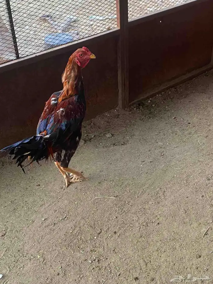 ديوك باكستاني 1