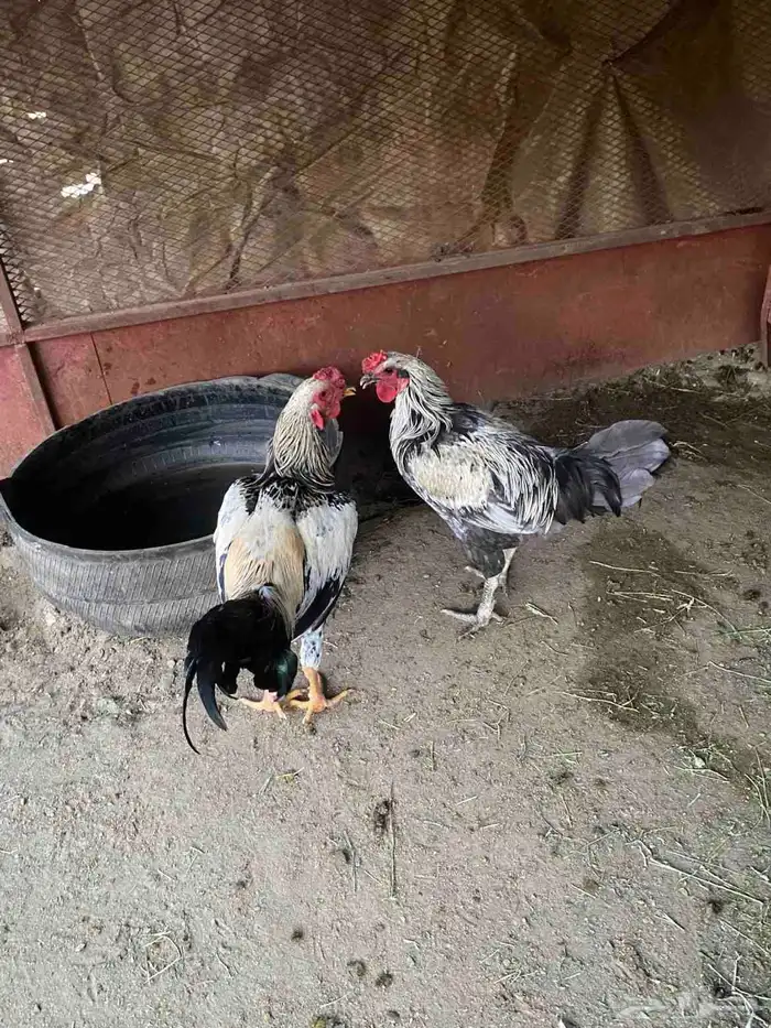 ديوك باكستاني 2