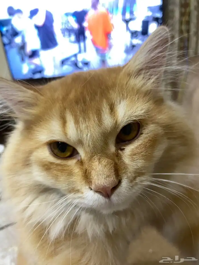 قط للتبني شيرازي برتقالي 0