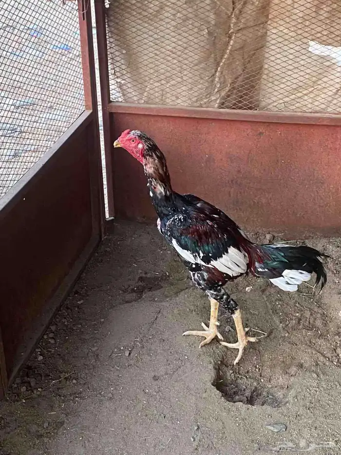 ديوك باكستاني 0