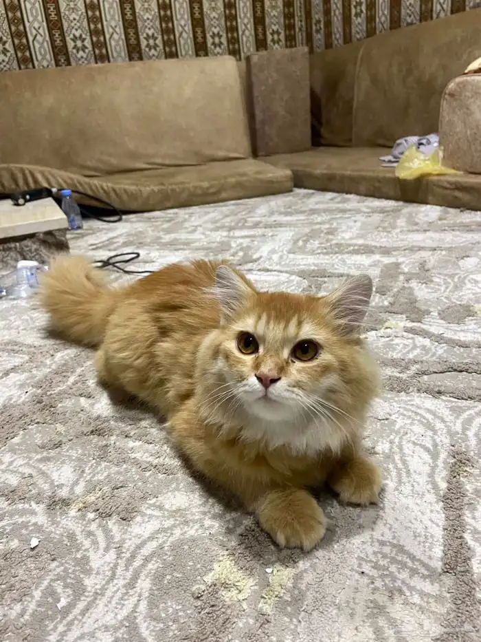 قط للتبني شيرازي برتقالي 1