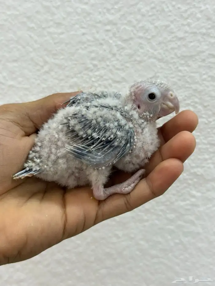 فروخ كنيور اناناس تقبل الغر بسهوله وحجم 0