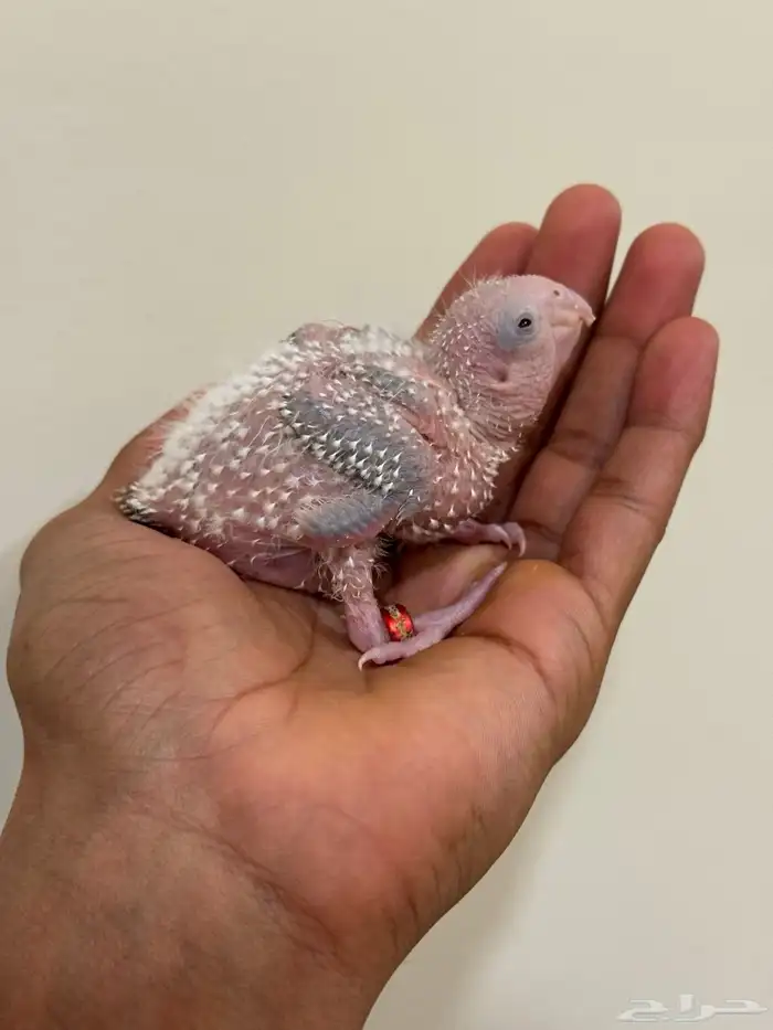 فروخ كنيور اناناس تقبل الغر بسهوله وحجم 2