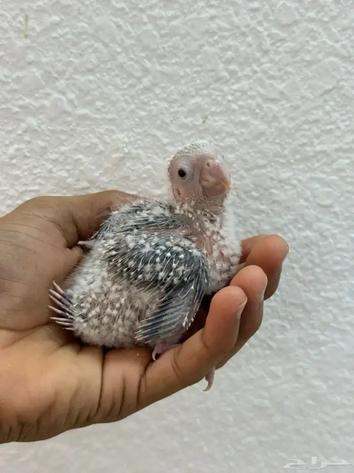 فروخ كنيور اناناس تقبل الغر بسهوله وحجم 1