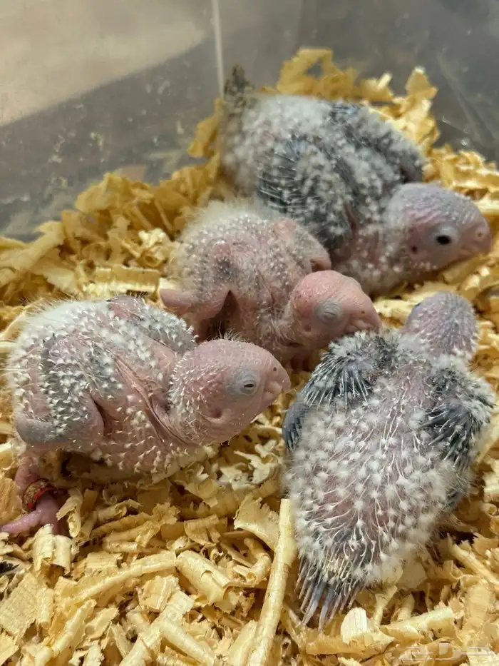 فروخ كنيور اناناس تقبل الغر بسهوله وحجم 4