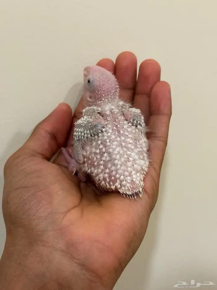 فروخ كنيور اناناس تقبل الغر بسهوله وحجم 3