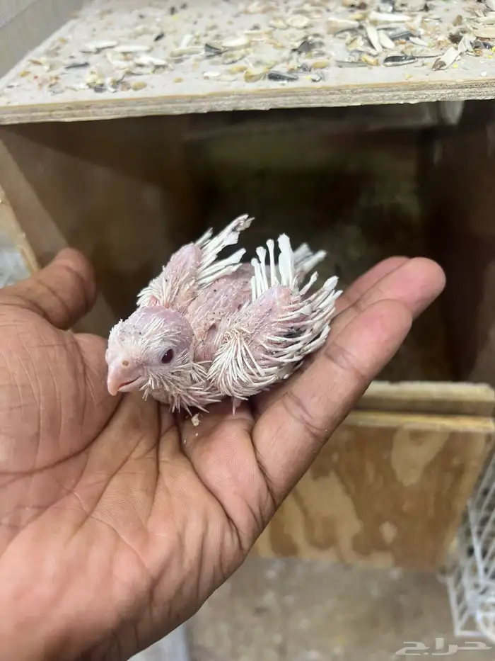 للبيع فرخ كروان البينو 0