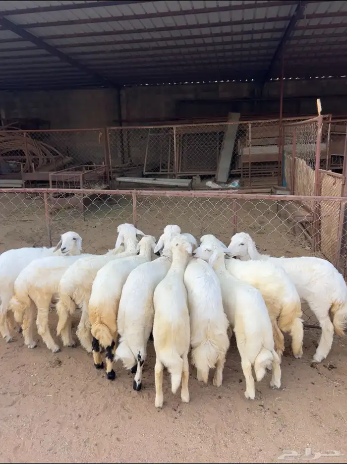 خرفان ورخال كاو 0