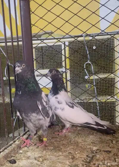 جوز تيدي الذكر شينا والأنثى جنسرا شرط صحة وانتاج ومطير index