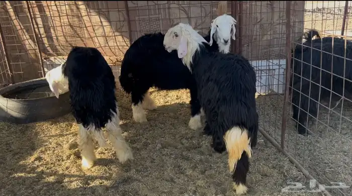 للبيع خرفان نجد شحم ونظاف 0