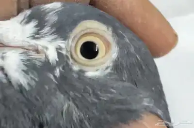 جوز تيدي الذكر شينا والأنثى جنسرا شرط صحة وانتاج ومطير index