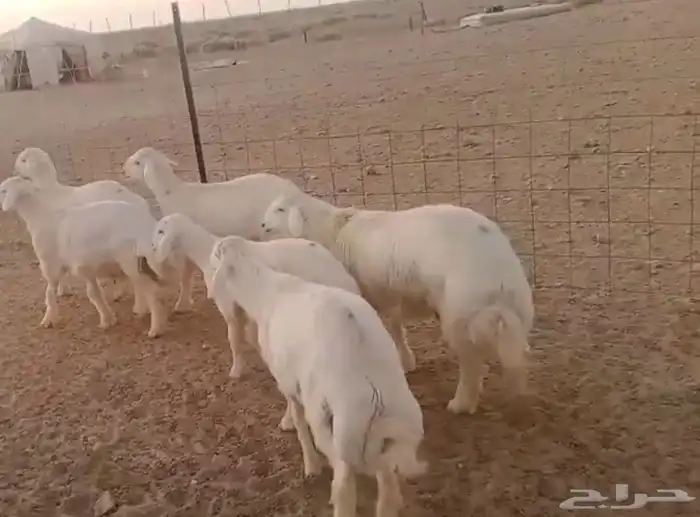 بهم حري العدد 6 الأعمار 5 شهور 4