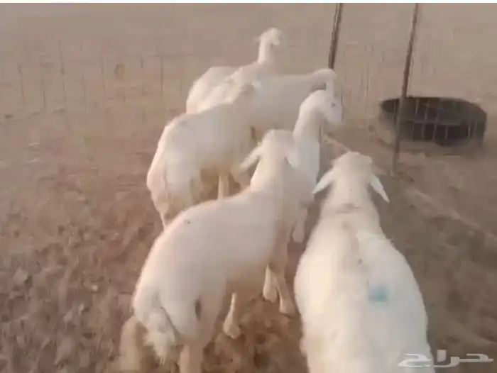 بهم حري العدد 6 الأعمار 5 شهور 5