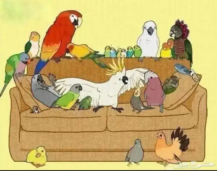 فندقة طيور يومي و أسبوعي 0