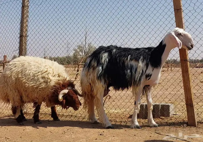 بيعت الله يربحه ويبارك له نجديه فاخره 0