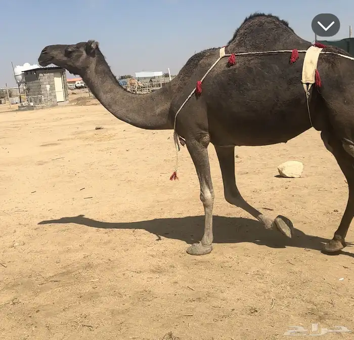 نياق عشاير طيبه 2