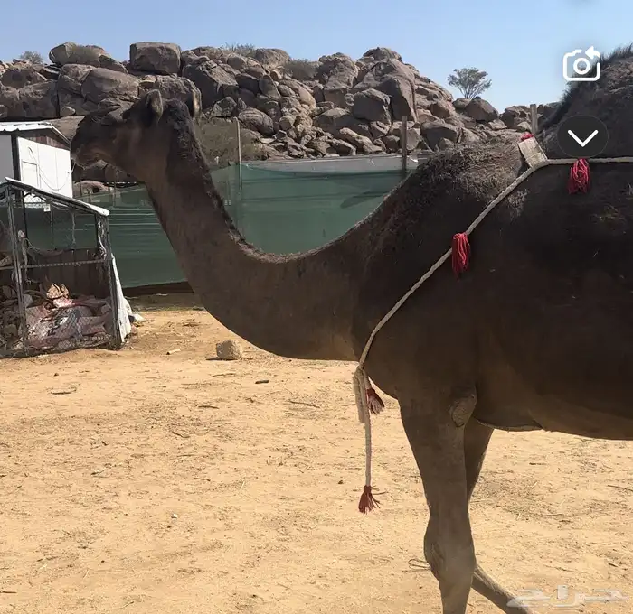 نياق عشاير طيبه 7