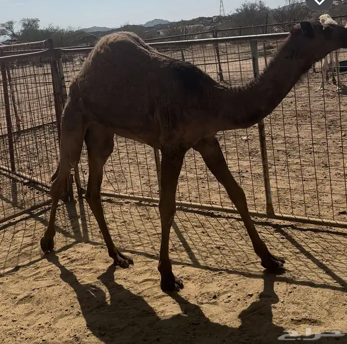 نياق عشاير طيبه 8