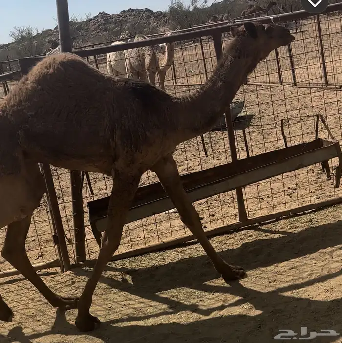 نياق عشاير طيبه 9