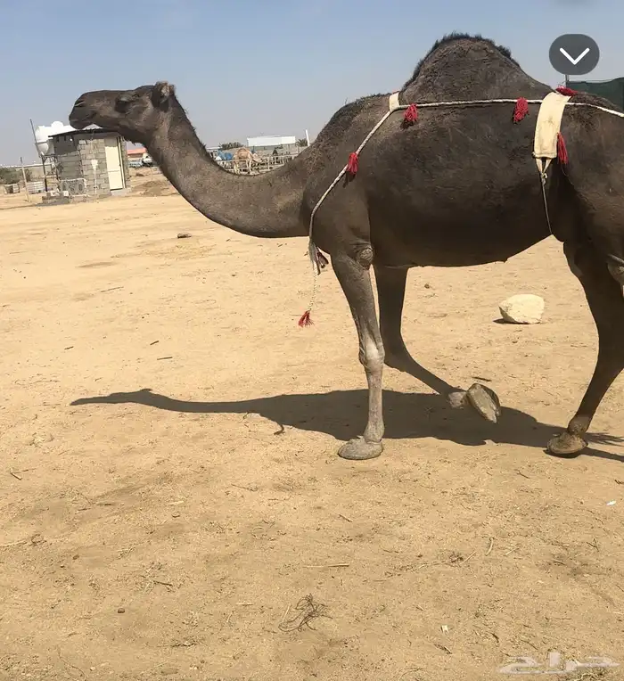 نياق عشاير طيبه 6