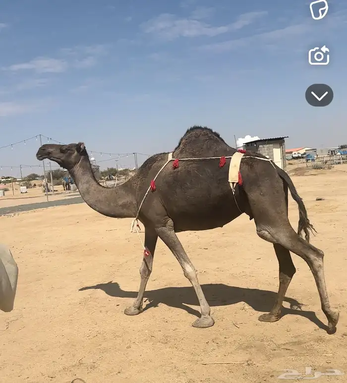 نياق عشاير طيبه 5