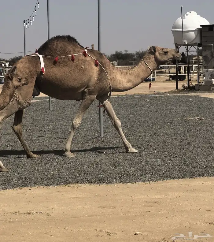 نياق عشاير طيبه 3