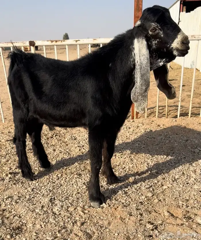 للبيع عارضي فحل كفوو راس صصصعب 0