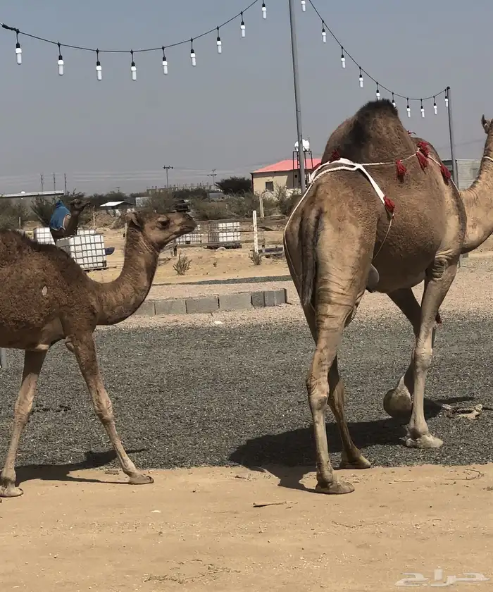 نياق عشاير طيبه 4