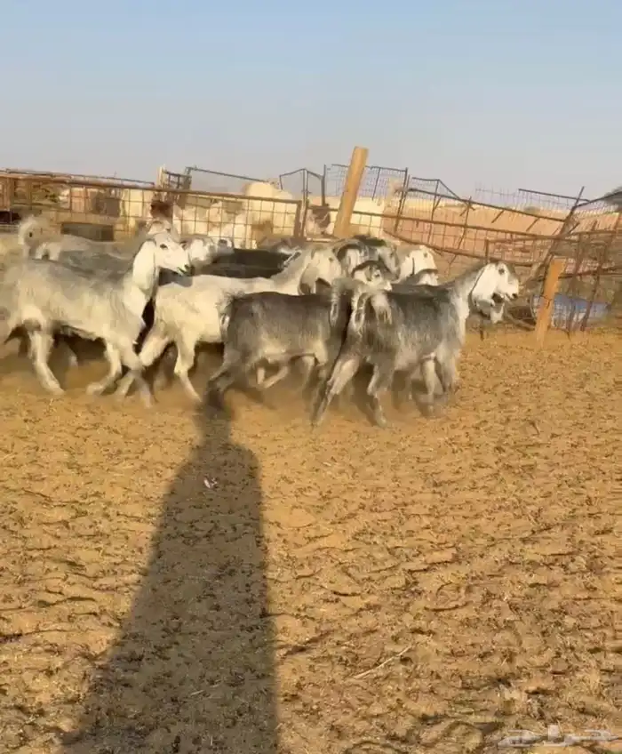 تم البيع. ماعز مصريات اصل 0