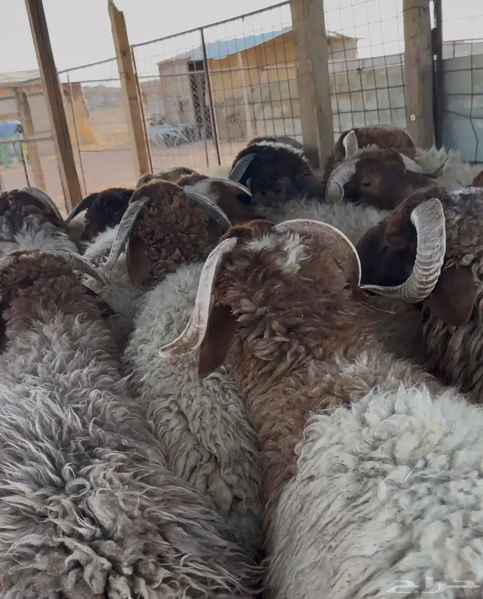 نعيمي جبر. وتمايم 1