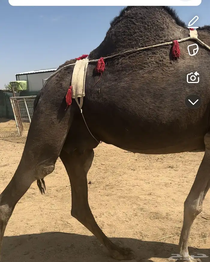 نياق عشاير طيبه 1