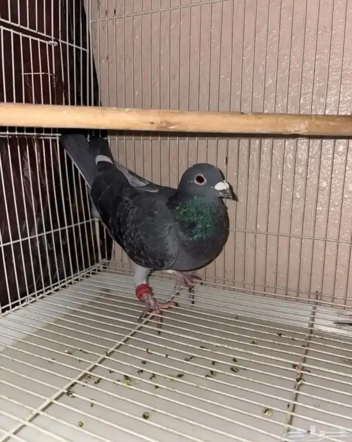 ذكر زاجل سباق 2