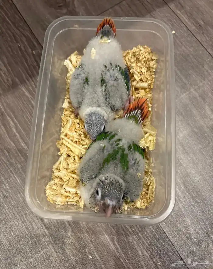 فروخ كنيور يلو سايد (تم البيع ) 0