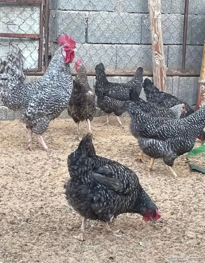 بيض دجاج تركي مخصب 1