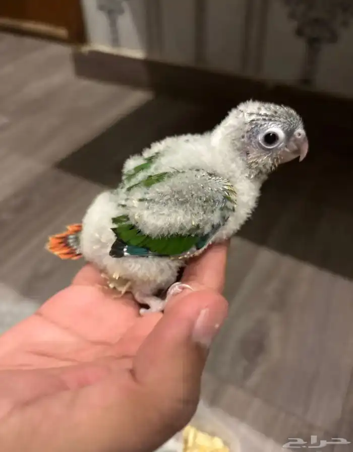 فروخ كنيور يلو سايد (تم البيع ) 2