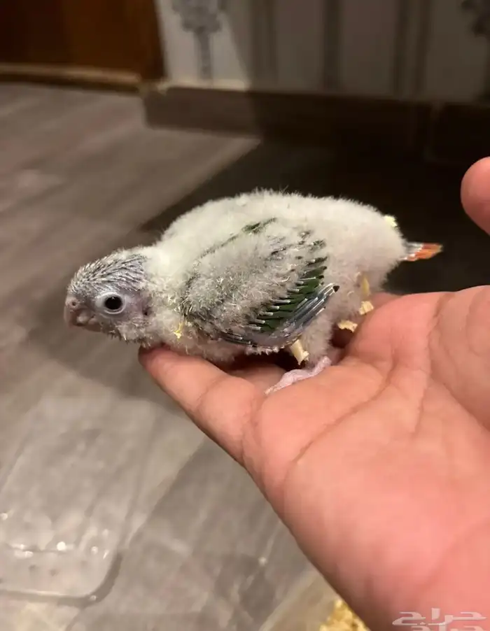 فروخ كنيور يلو سايد (تم البيع ) 1