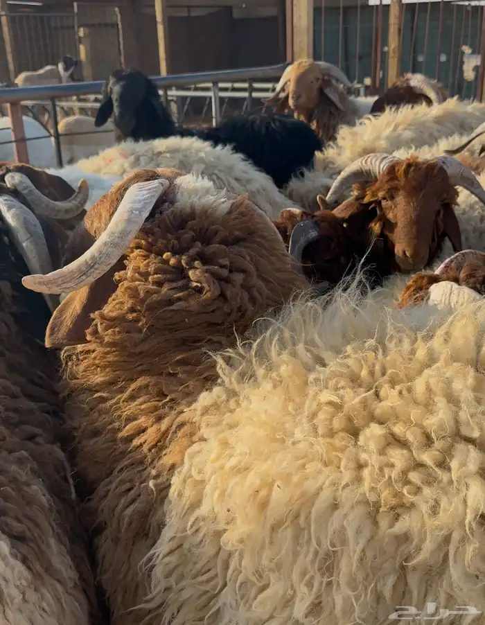 نعيمي جبر. وتمايم 0