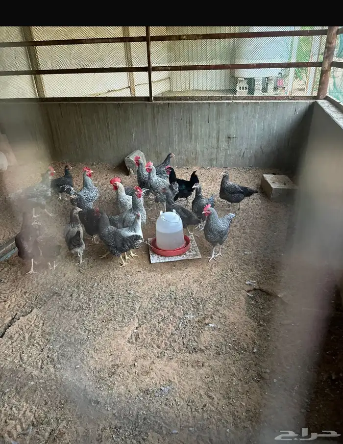 بيض دجاج تركي مخصب 2