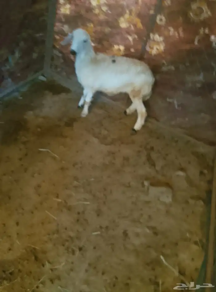 رخل جذع بلدي 0