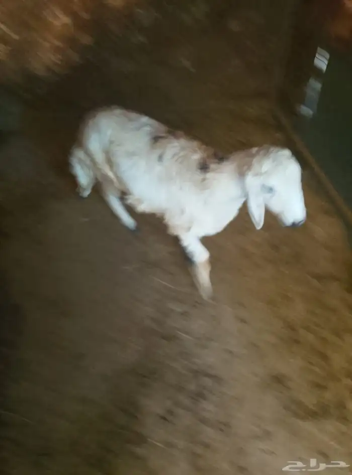 رخل جذع بلدي 3