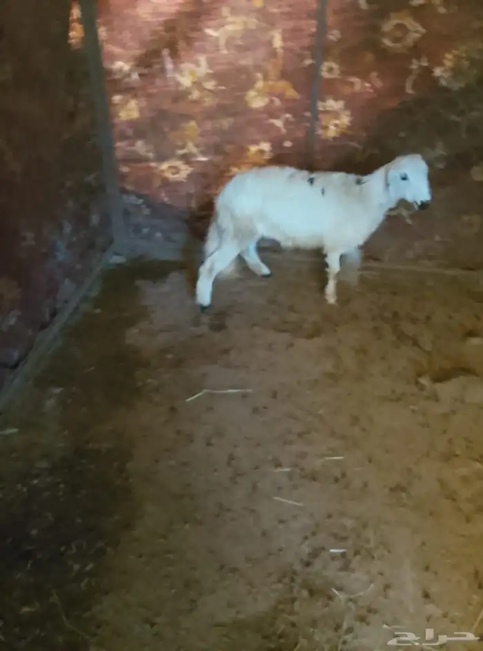 رخل جذع بلدي 1