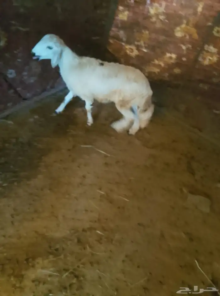 رخل جذع بلدي 2