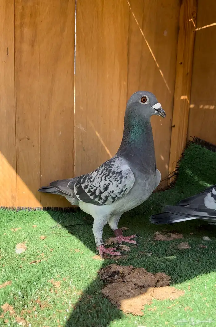 حمام زاجل طيب 3