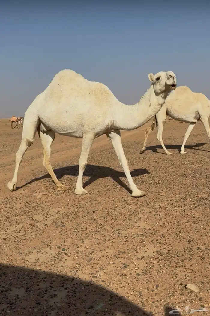 عفرا ثنو معشر 1